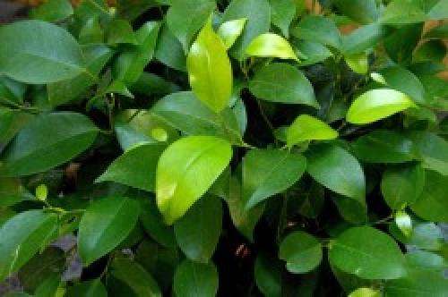 Растения для привлечения денег. 5 растений, привлекающих деньги и богатство! 15