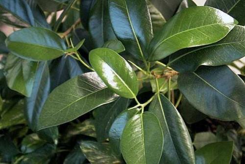 Растения для привлечения денег. 5 растений, привлекающих деньги и богатство! 14