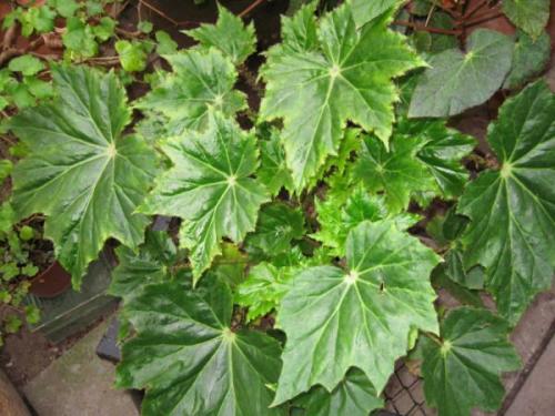 Комнатные растения любящие тень. Цветущие теневыносливые комнатные растения