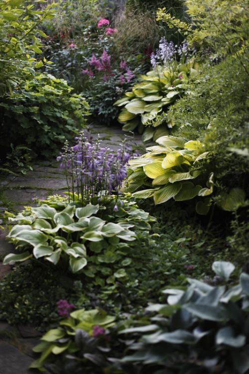 Растения любящие тень и влагу. Растения для влажной тени