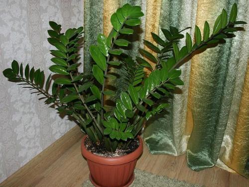 Растения для привлечения денег. 5 растений, привлекающих деньги и богатство! 10