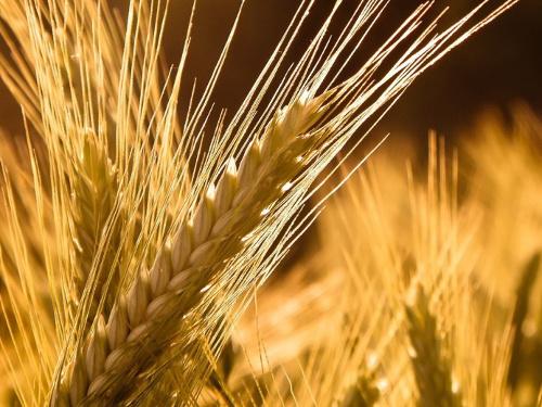 Растения для привлечения денег. 5 растений, привлекающих деньги и богатство! 09