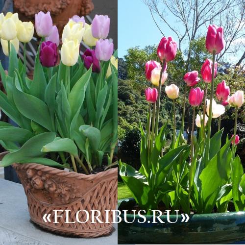 Как посадить дома тюльпаны. Как можно посадить тюльпаны дома в горшке