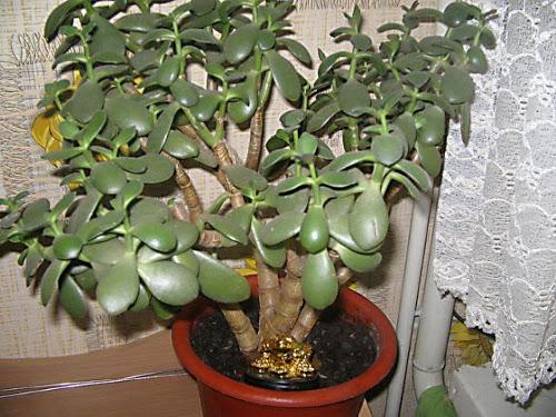 Растения для привлечения денег. 5 растений, привлекающих деньги и богатство! 07