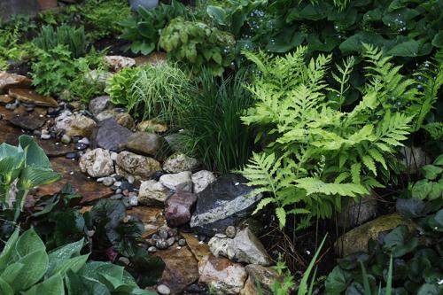 Растения любящие тень и влагу. Растения для влажной тени
