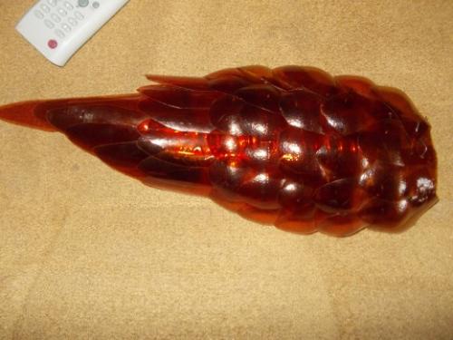 Как сделать павлина из бутылок пластиковых. Видео-уроки 02