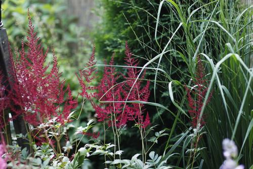 Растения любящие тень и влагу. Растения для влажной тени