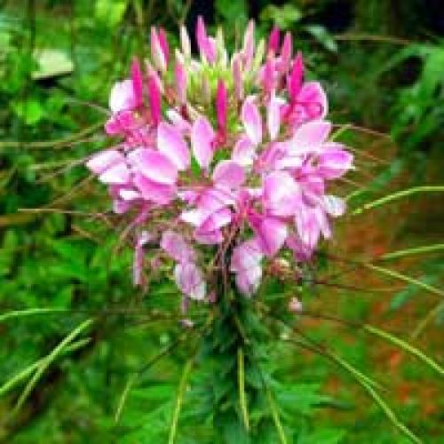 Однолетники для тени. Теневыносливые цветы – однолетники.