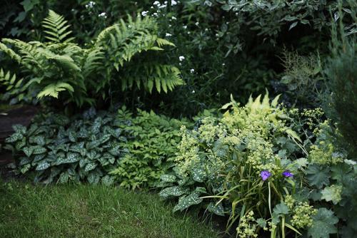 Растения любящие тень и влагу. Растения для влажной тени