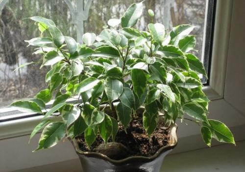 Растения для привлечения денег. 5 растений, привлекающих деньги и богатство!