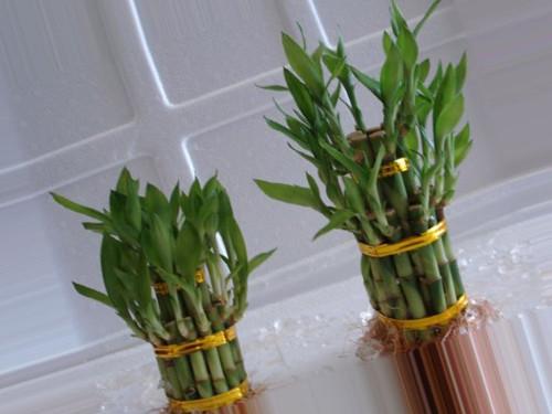 Растения для привлечения денег. 5 растений, привлекающих деньги и богатство! 11