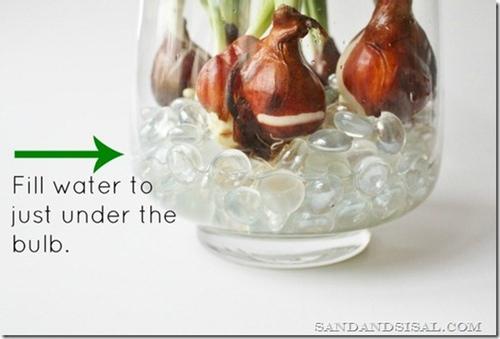 Как вырастить тюльпаны дома в вазе. Как вырастить тюльпаны дома в любое время года с помощью стеклянных шариков и воды?