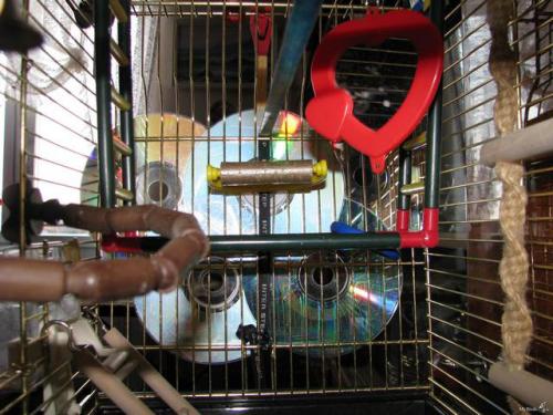 Поделка попугай своими руками. Игрушки для попугаев своими руками 09 Поделка попугай своими руками. Игрушки для попугаев своими руками 09