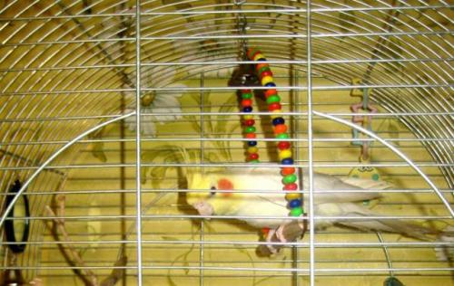 Поделка попугай своими руками. Игрушки для попугаев своими руками 03 Поделка попугай своими руками. Игрушки для попугаев своими руками 03