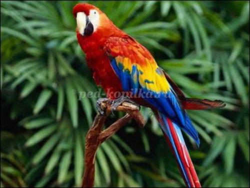 Поделка попугай своими руками. Игрушки для попугаев своими руками 54 Поделка попугай своими руками. Игрушки для попугаев своими руками 54