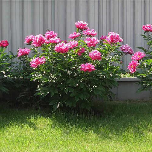 Привести в порядок участок. Как привести в порядок запущенный участок, инструкция и советы опытных дачников 09