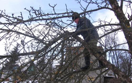 Привести в порядок участок. Как привести в порядок запущенный участок, инструкция и советы опытных дачников