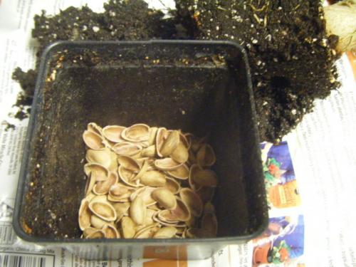 Что можно сделать из скорлупы фисташек. Поделки из фисташек – 7 простых идей 02