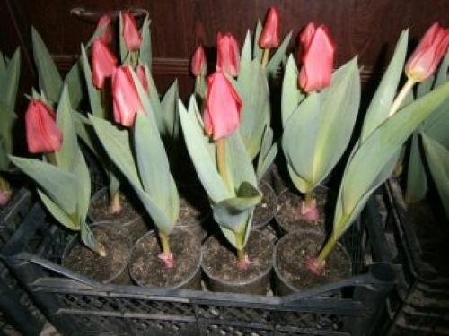 Можно ли дома посадить тюльпаны. Как посадить тюльпаны в домашних условиях? 26