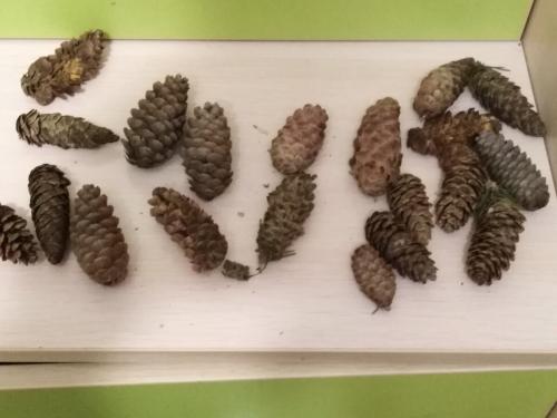 Ежик поделка в садик. Забавные животные из природных материалов. Наша поделка в детский сад Запасливый ежик