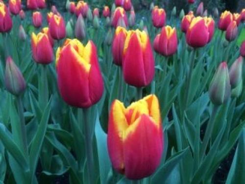 Можно ли дома посадить тюльпаны. Как посадить тюльпаны в домашних условиях? 25