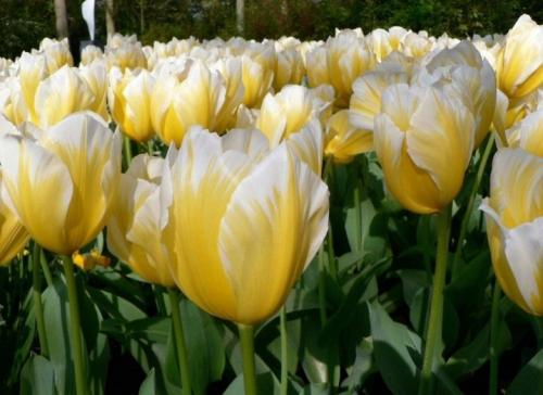 Можно ли дома посадить тюльпаны. Как посадить тюльпаны в домашних условиях? 27