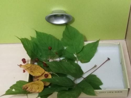 Ежик поделка в садик. Забавные животные из природных материалов. Наша поделка в детский сад Запасливый ежик