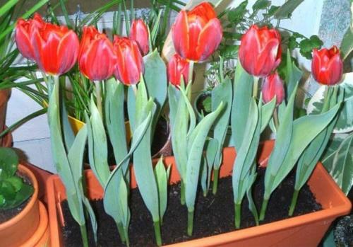 Можно ли дома посадить тюльпаны. Как посадить тюльпаны в домашних условиях? 24