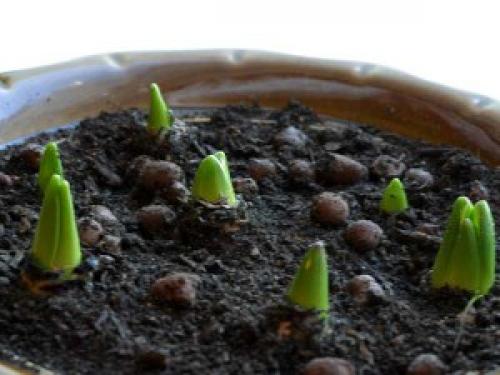 Можно ли дома посадить тюльпаны. Как посадить тюльпаны в домашних условиях?