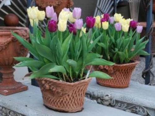 Можно ли дома посадить тюльпаны. Как посадить тюльпаны в домашних условиях? 28