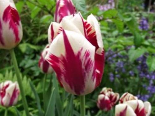 Можно ли дома посадить тюльпаны. Как посадить тюльпаны в домашних условиях? 29