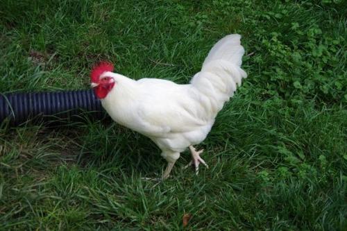 Какие породы кур несут коричневые яйца. Леггорн