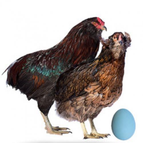 Могут ли белые куры нести коричневые яйца? Факторы, оказывающие влияние на цвет скорлупы