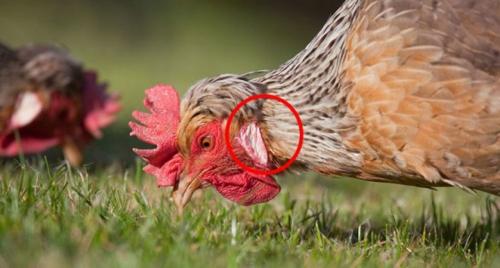 Могут ли белые куры нести коричневые яйца? Факторы, оказывающие влияние на цвет скорлупы