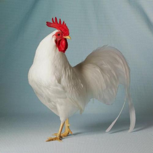 Почему яйца бывают коричневые и белые. Каким бывает цвет куриных яиц и от чего он зависит? 07