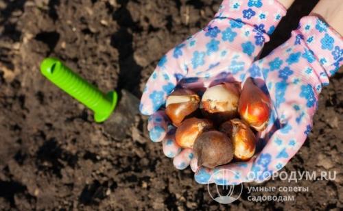 Как сохранить тюльпаны в горшке. Как хранить луковицы тюльпанов