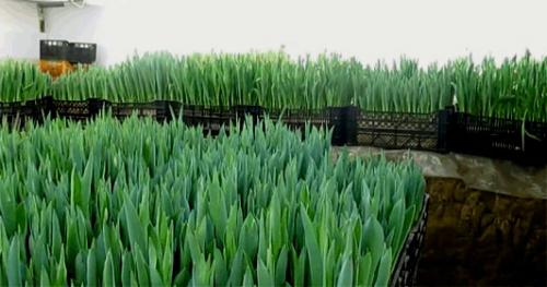 Как вырастить тюльпаны дома к 8 Марта. Выращивание (выгонка) тюльпанов к 8 Марта