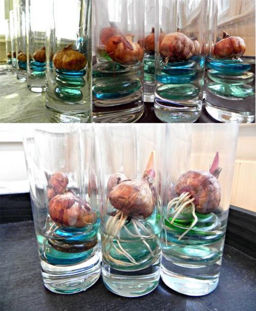 Как вырастить тюльпаны дома в вазе. Как вырастить тюльпаны и нарциссы в вазе