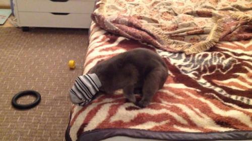 Как сделать игрушку для кота из киндера. Посмотрите 15 игрушек для котов, которые можно сделать своими руками!