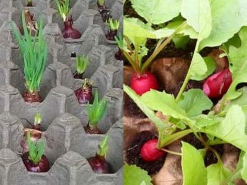 Что можно сделать из упаковки из под яиц. Оригинальные поделки из упаковки от яиц: 7 идей