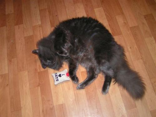 Как сделать игрушку для кота из киндера. Посмотрите 15 игрушек для котов, которые можно сделать своими руками!