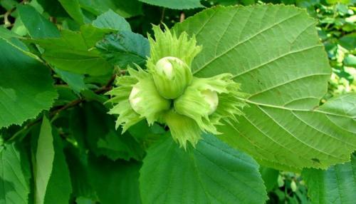 Какие кустарники растут в тени. Тенелюбивые кустарники для сада многолетние