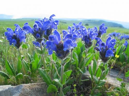 Пряные травы. Топ-10 ароматных пряных трав, которые можно вырастить на участке