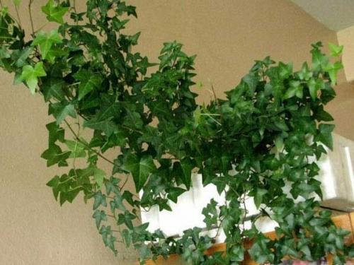 Комнатные растения любящие тень. Теневыносливые лианы и вьющиеся растения