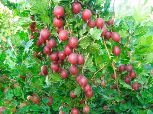 Какие кустарники растут в тени. Тенелюбивые кустарники для сада многолетние