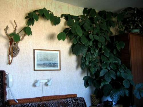 Комнатные растения любящие тень. Теневыносливые лианы и вьющиеся растения