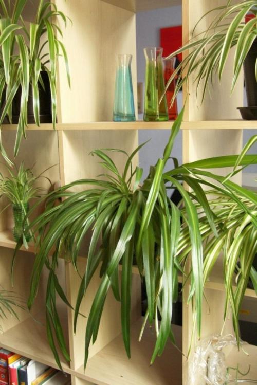 Цветы которые растут в тени дома.  Хлорофитум хохлатый (Chlorophytum comosum)