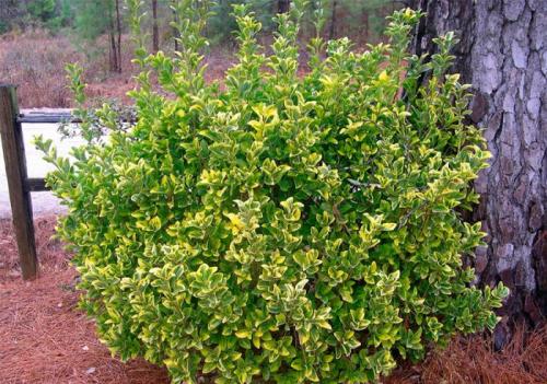 Какие кустарники растут в тени. Тенелюбивые кустарники для сада многолетние