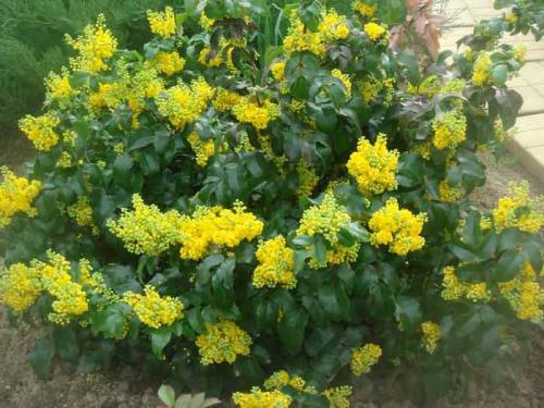 Какие кустарники растут в тени. Тенелюбивые кустарники для сада многолетние