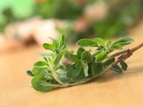 Пряные травы. Топ-10 ароматных пряных трав, которые можно вырастить на участке